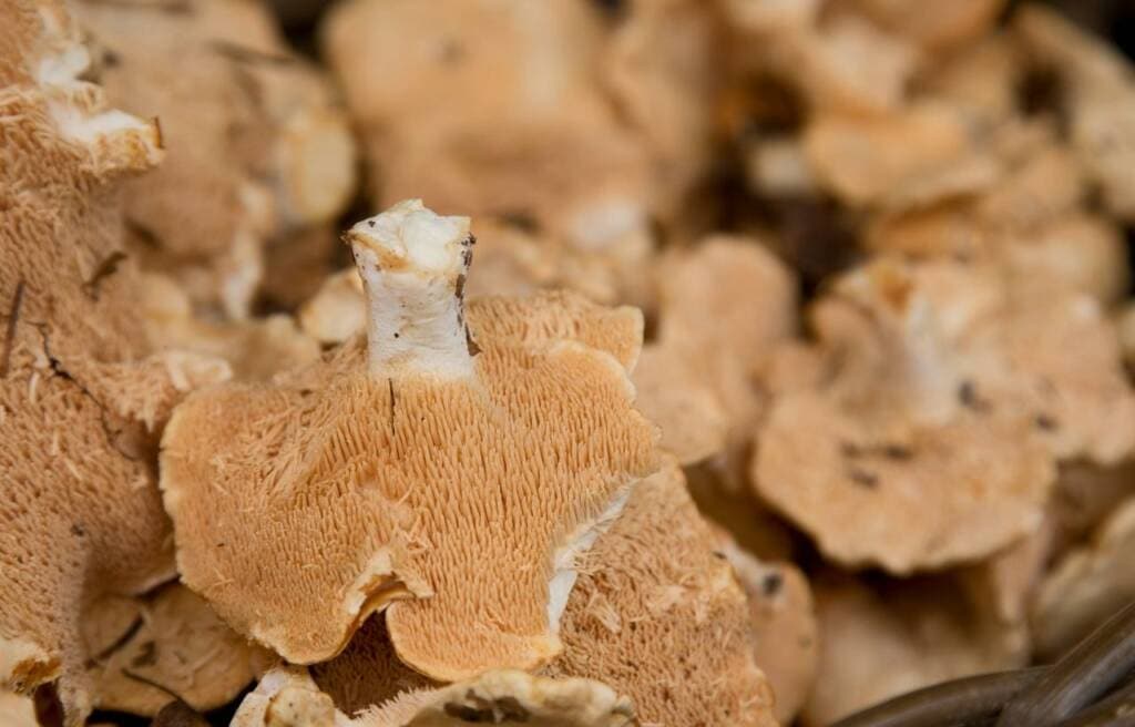 image of teeth in mushroom