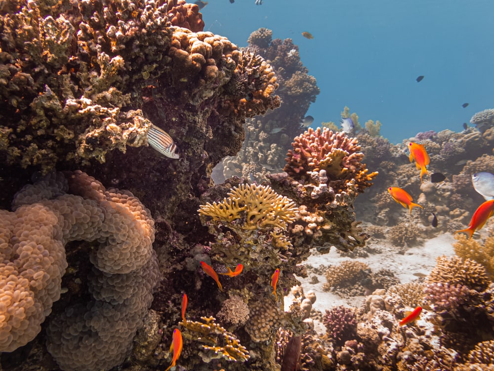 image of different types of corals and fish in the Red Sea