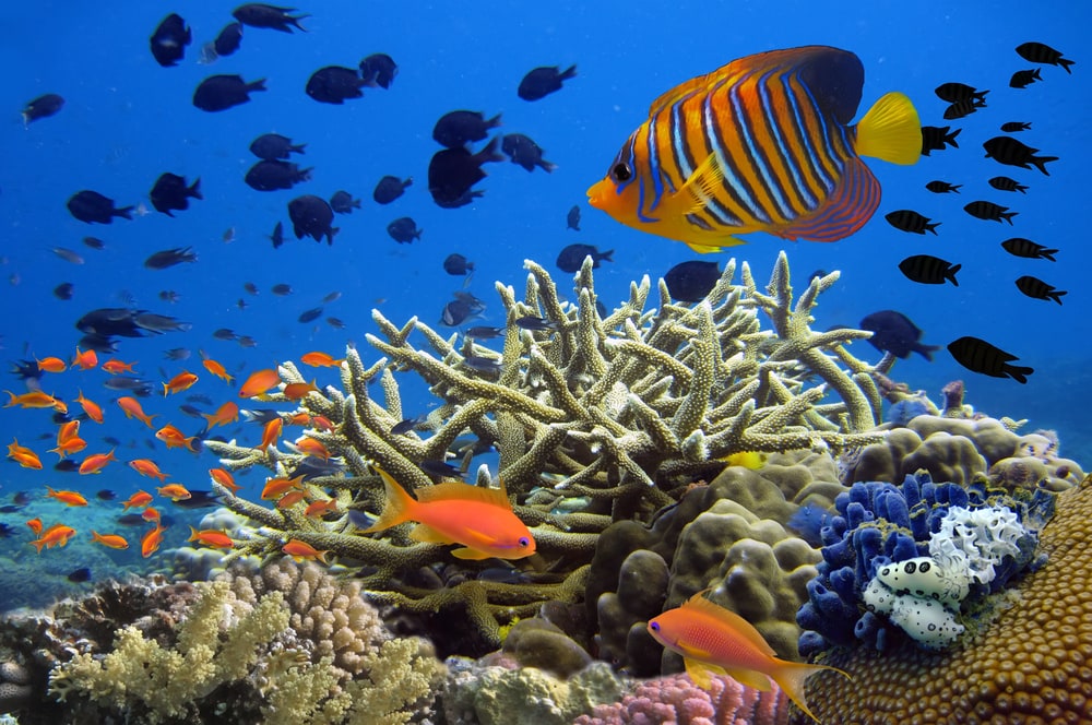 school of tropical fish and staghorn coral underwater