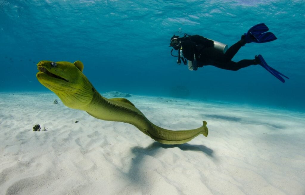 image of a moray eel and a diver on the ocean