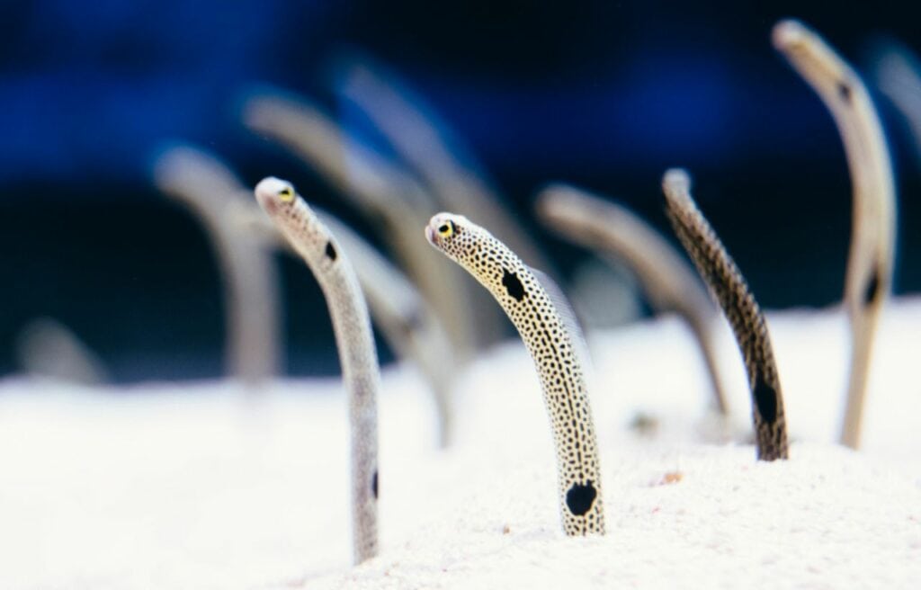 image of garden eels in an aquarium