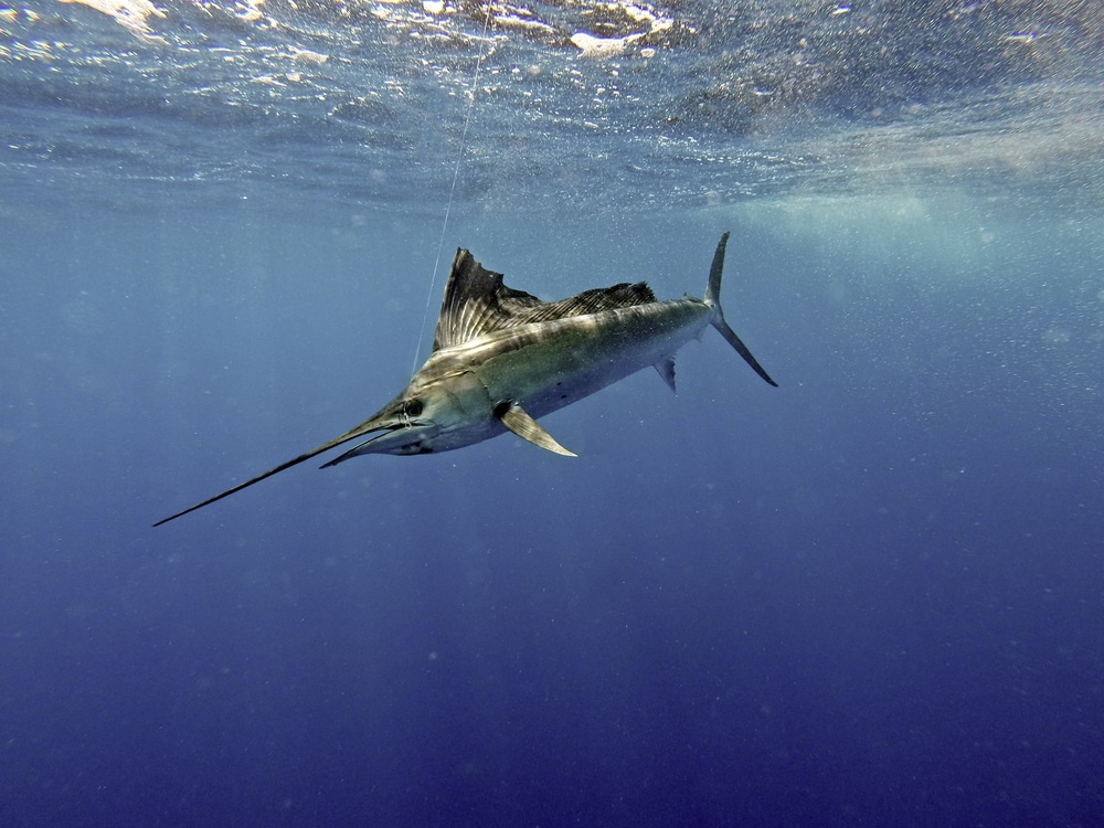 underwater image of a sailfish