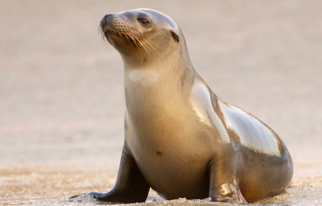 image of a California seal on a sand