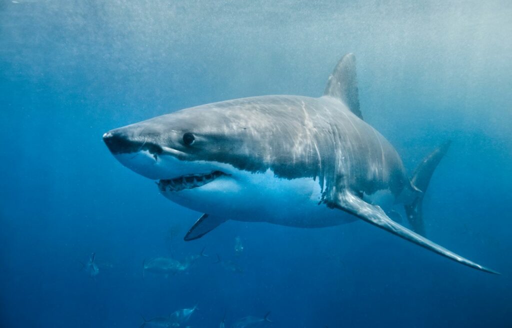 underwater image of a great white shark