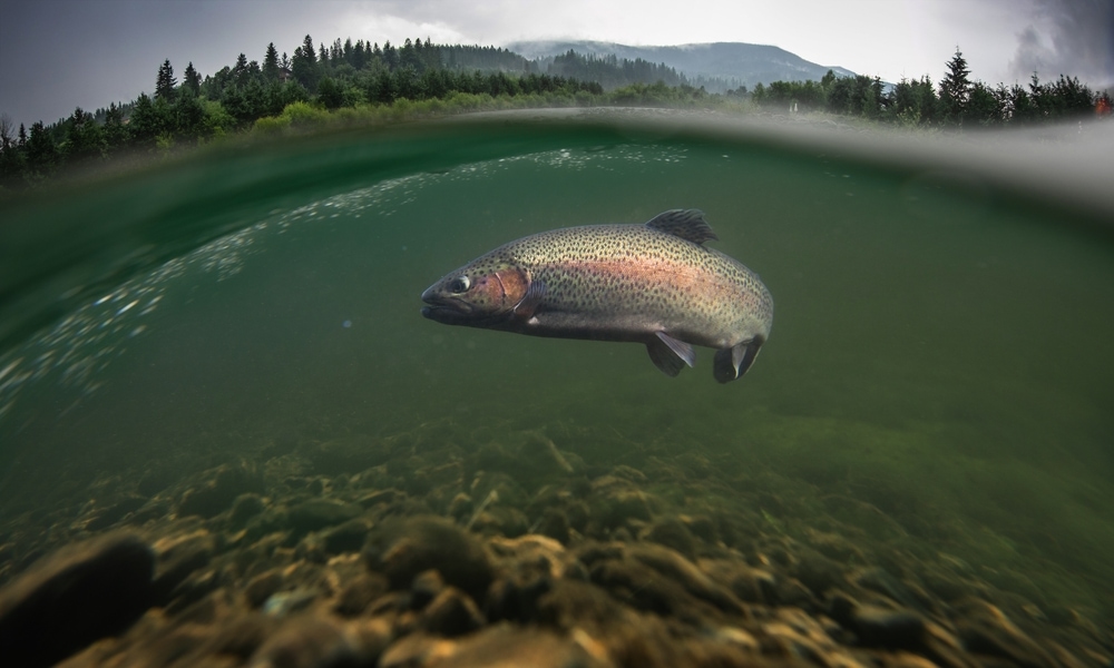 underwater image of a rainbow trout in a lake