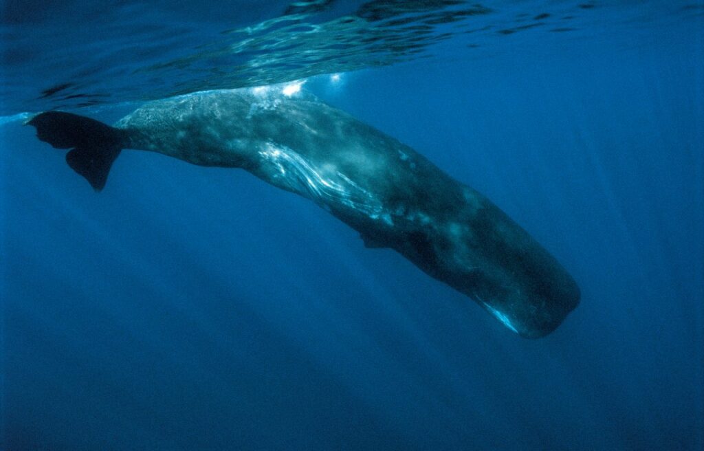 a sperm whale underwater