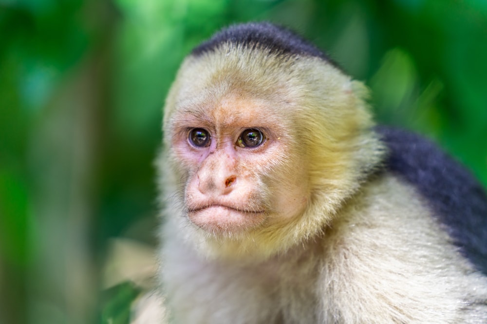 Close up photo Panamanian White-Faced Capuchin