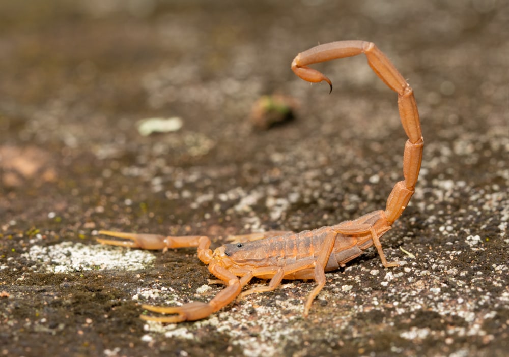 image of a striped bark scorpion on a pavement