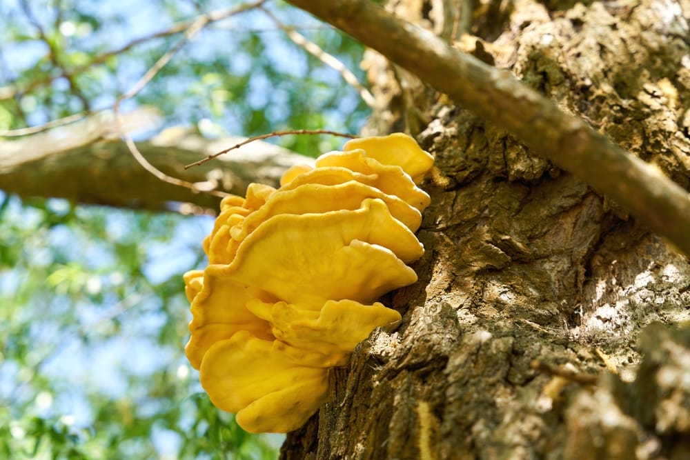 Laetiporus Sulphureus or chicken of the woods growing on a tree bark