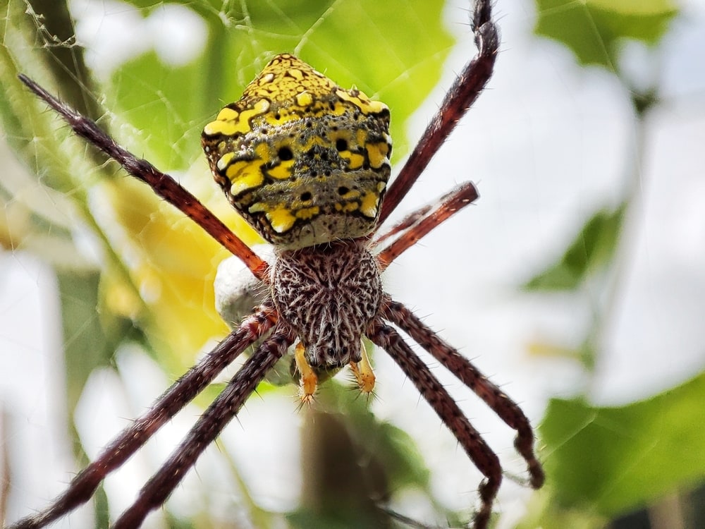 Orb-Weavers (Araneidae) with a stone in the middle of its web