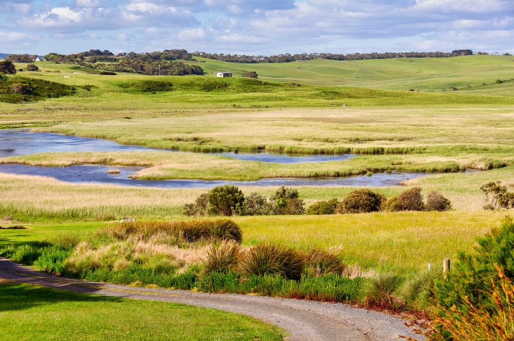 Bar-Built Estuary full of yellow-green bushes