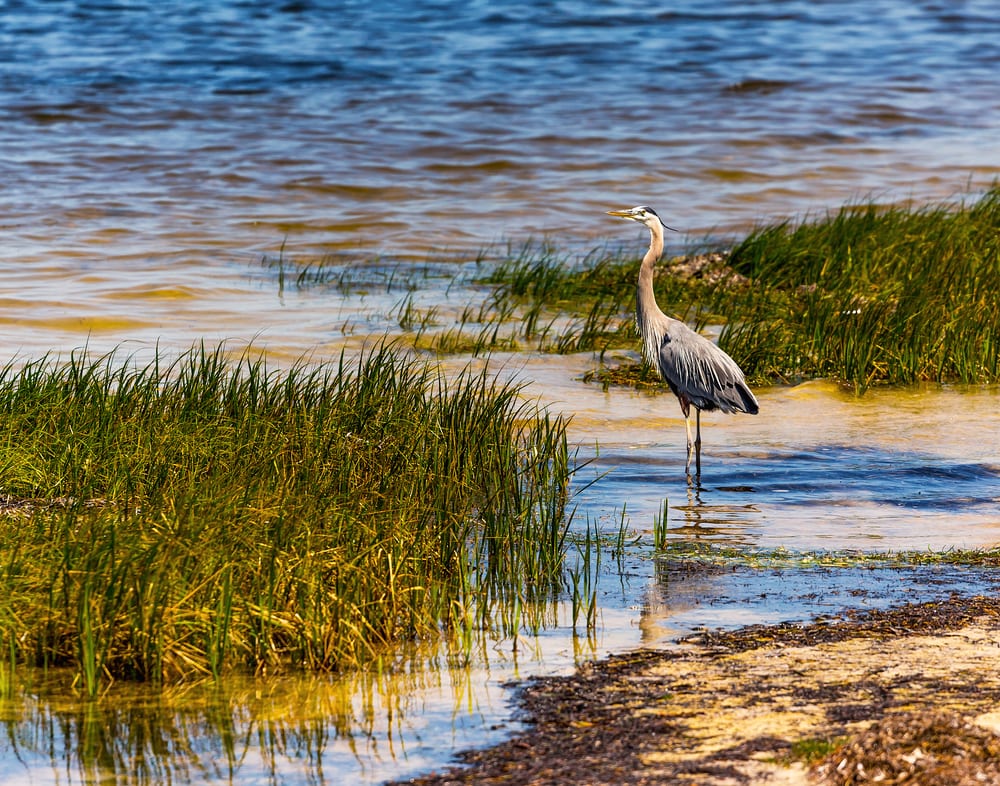 Heron standing on an estuary and bushes  