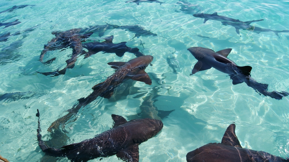 Sharks playing in the surface of an ocean