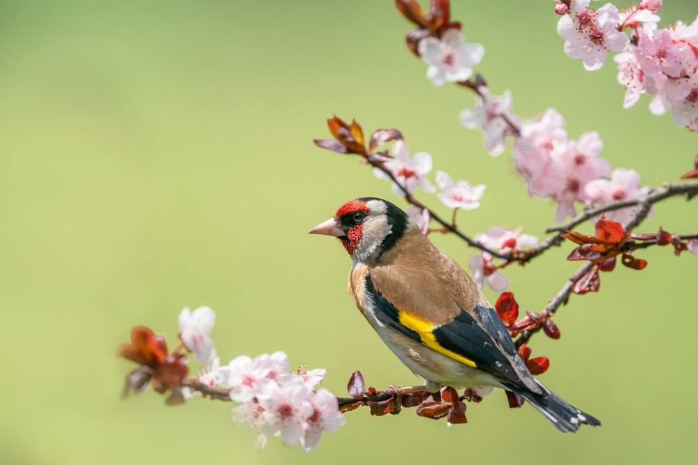 a songbird perched on a cherry tree
