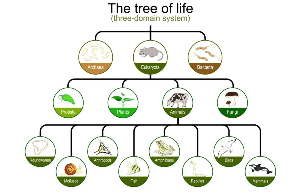 illustration of the three-domain system 