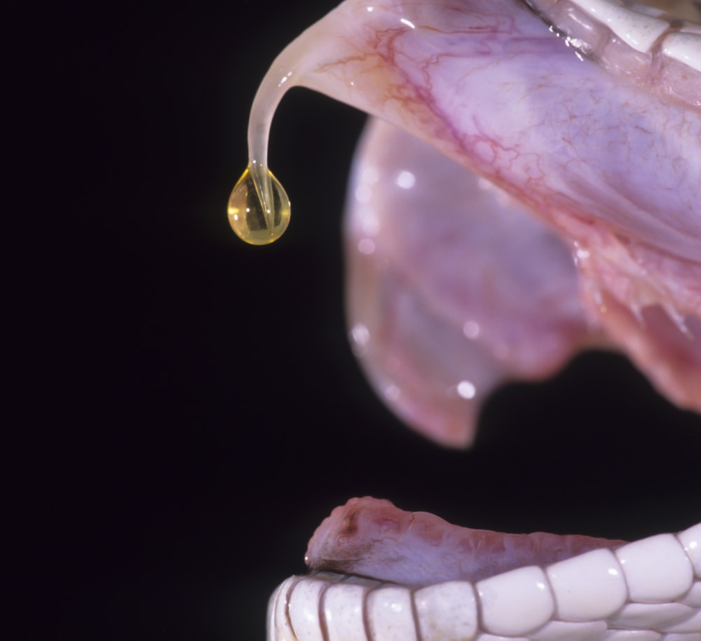 Venom coming out of the fangs