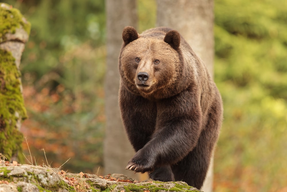 image of a big brown bear approaching