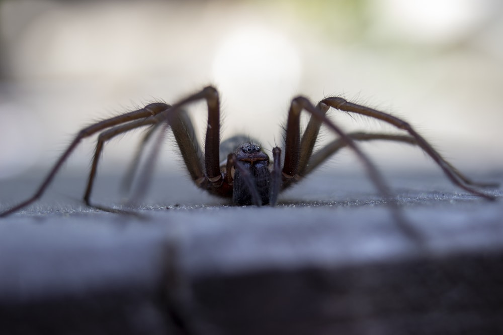 Spider walking on a concrete