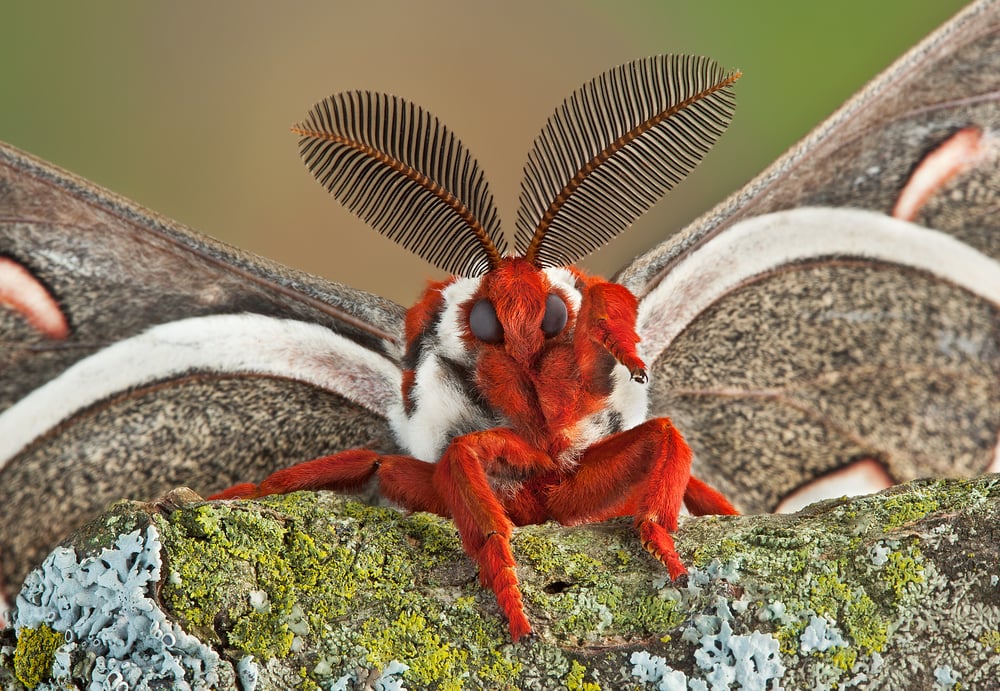 Furry moth looking at the camera