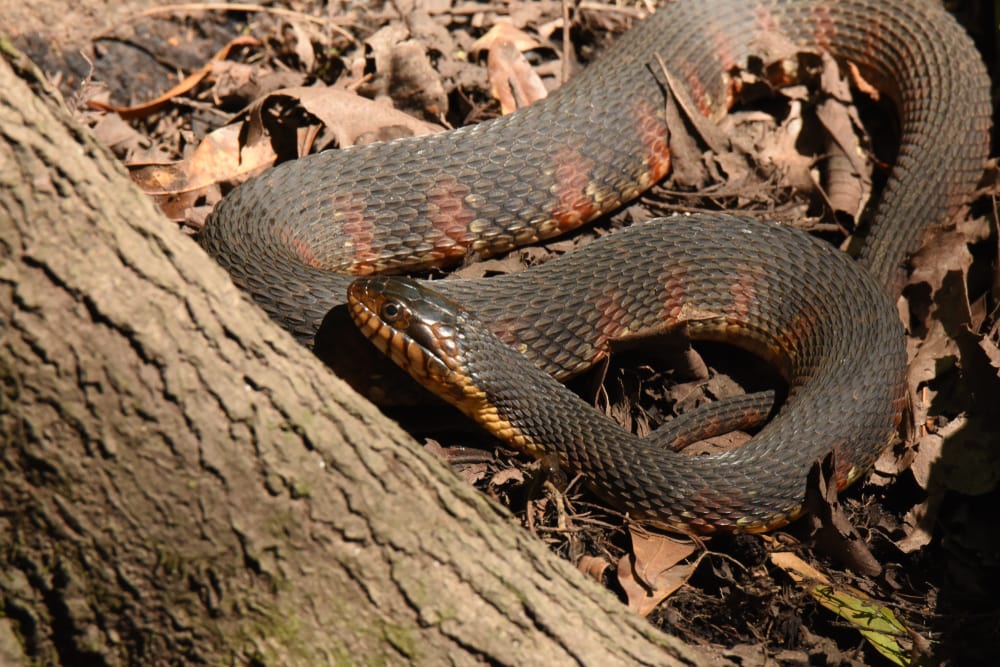 image of a banded water snake or Nerodia fasciata basking on dried leaves