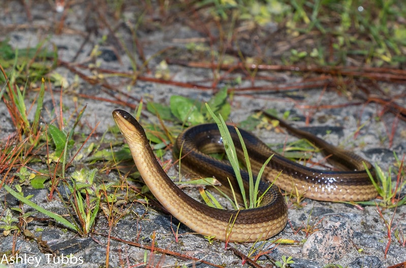 image of a striped crayfish snake or also known as striped swamp snake