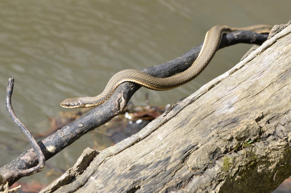 image of a queen snake sunning