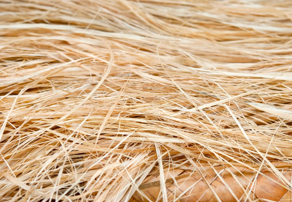 dry and fibrous inner layer of a tree bark