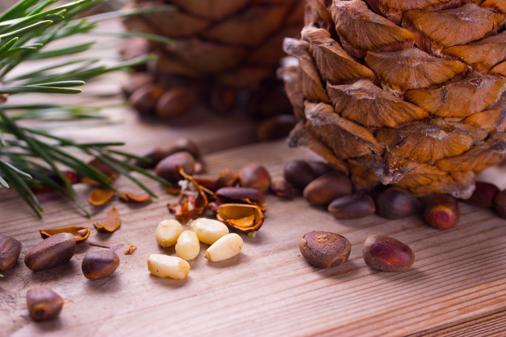 image of pignolia nuts and cedar cones