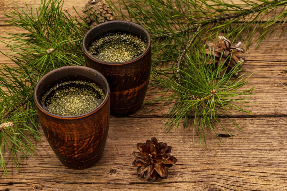 pine needles and pine needle tea 