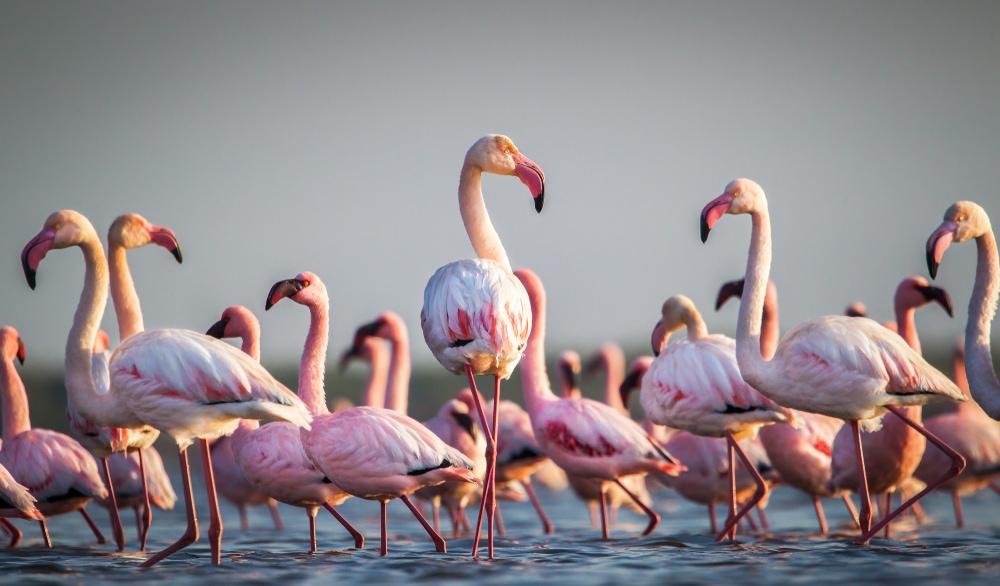 Group of flaming gathered in the shore