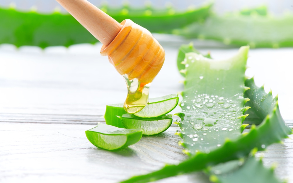 putting honey on a sliced aloe vera