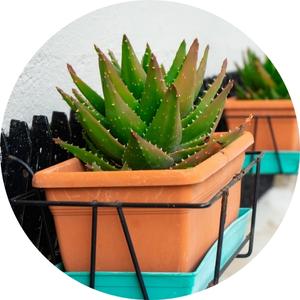 aloe vera plants on planted on pots
