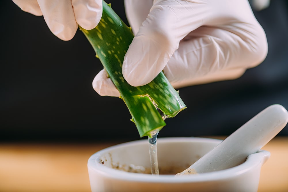 squeezing the extract from an aloe vera leaf