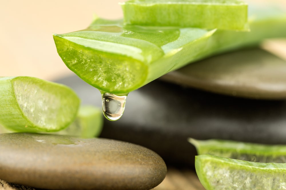 a gel dripping out of an aloe vera plant