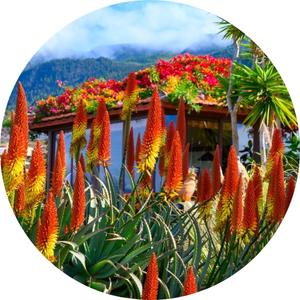 red and yellow flowers of an aloe vera plant