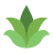 aloe vera plant icon