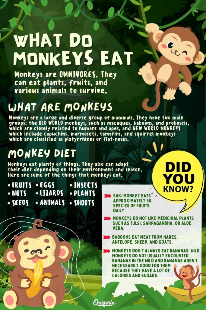 what do monkeys eat chart with facts
