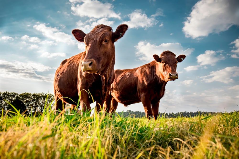Cattle with clear blue sky in the background