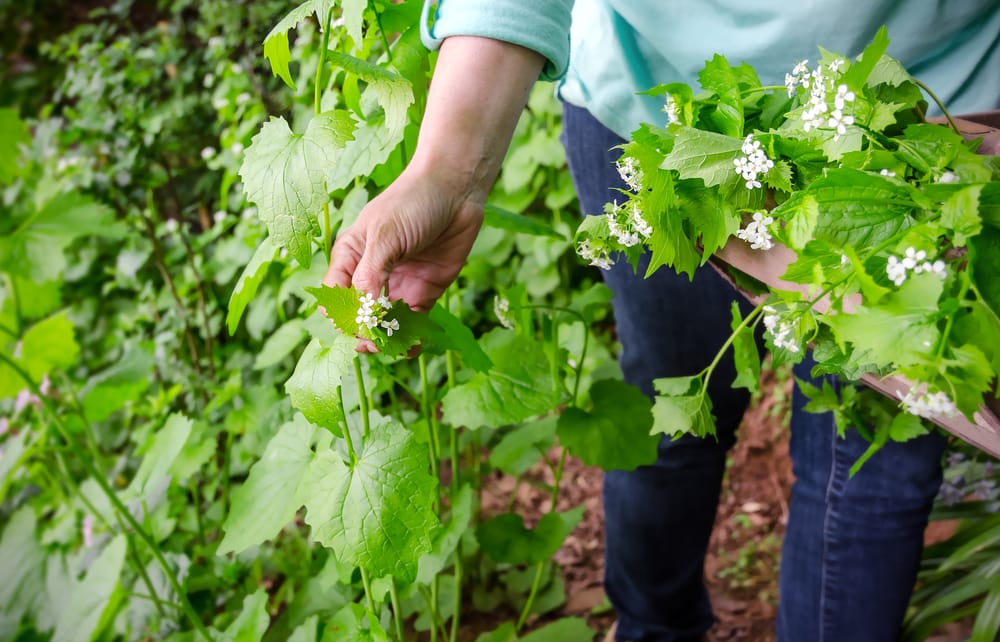 Person picking up a flower in the wild