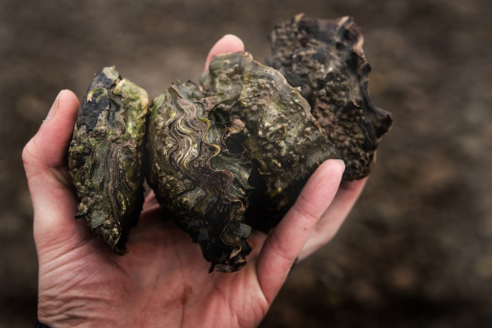 Four clams in one hand