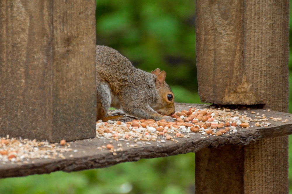 Squirrel sniffing the peanuts it collected