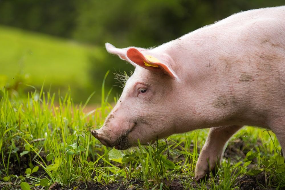 Pig sniffing the ground