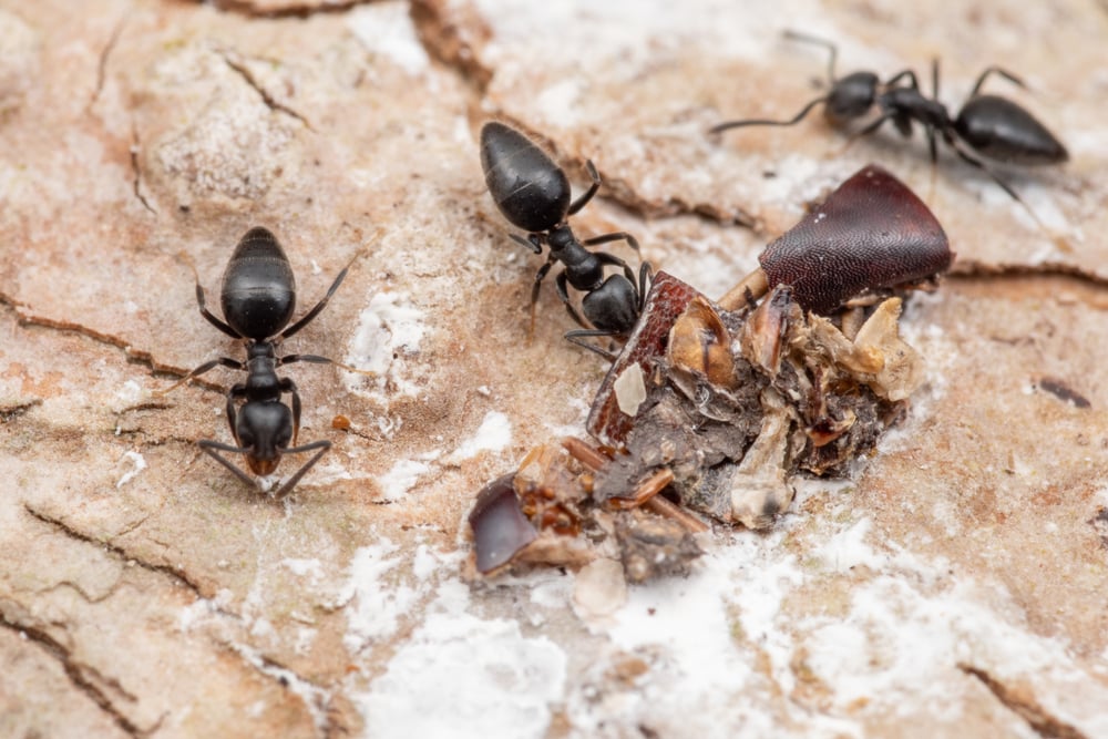 Ants working together to carry a peanut