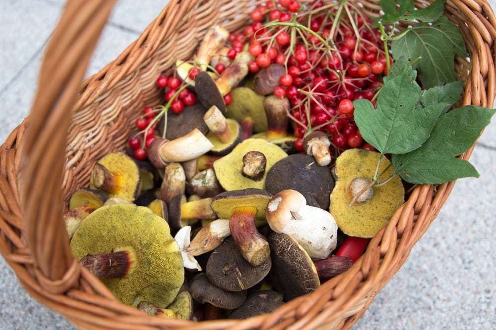 Wild foods inside the basket