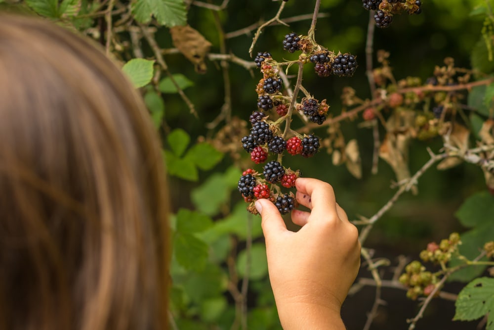 Kid picking up berries in the wild