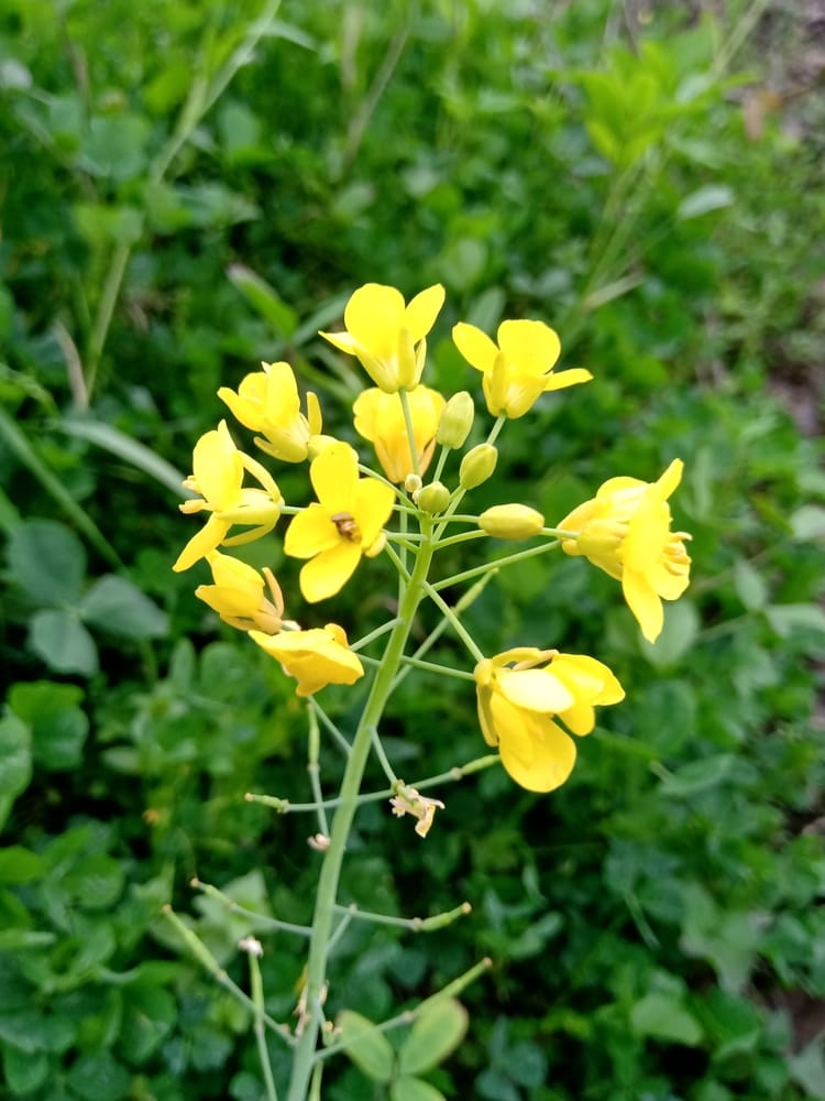 Flower of a cabbage in the middle of the forest