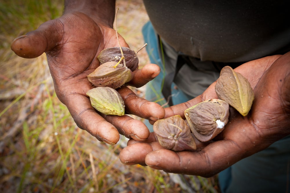 Peanuts picked up by bare hands