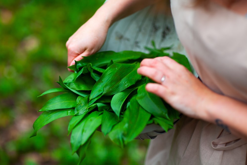 Woman picking up plants to her basket