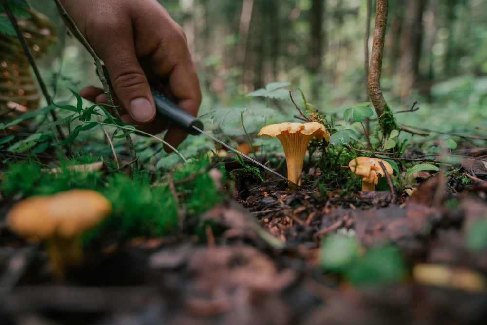 Mushroom being cut off from the soil by scissors