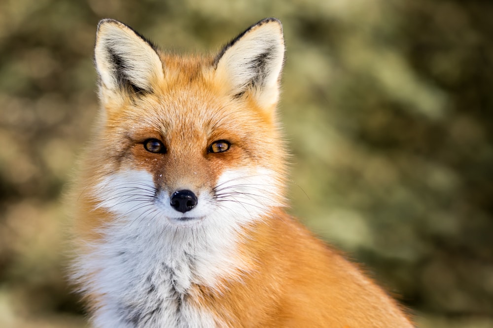Fox captured staring in the camera